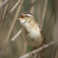 Sedge Warbler