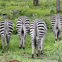 Zebras - Clare Dudley Adams