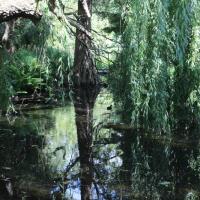 Pond Reflections in Cambridge Botanic Gardens by Jens-Tiago Mendes Serra Bender