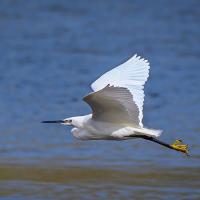 19/20 score 'Little Egret' by Andrew Prentice